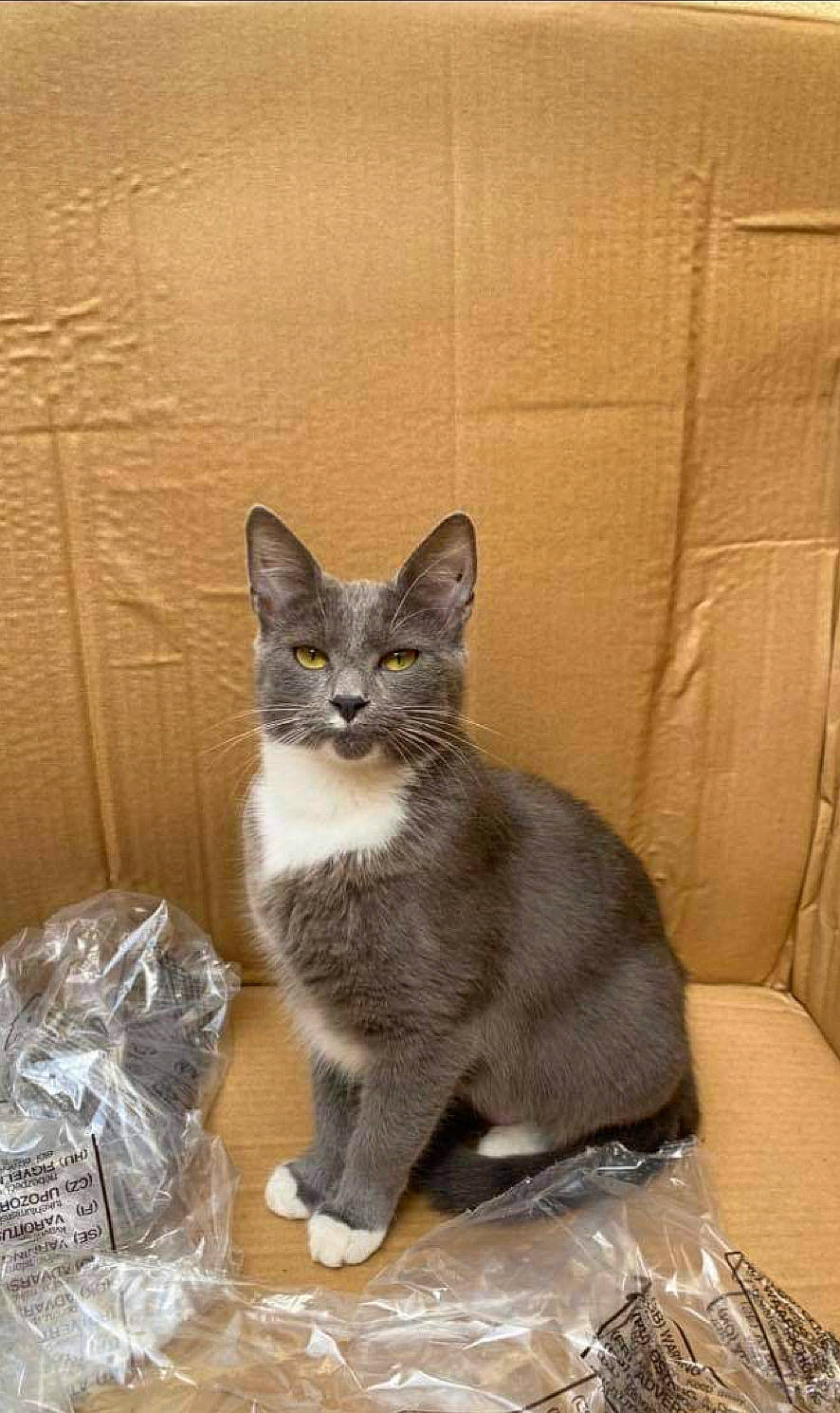 Raya participe au concours pour gagner de l'argent avec cette photo : box, carnivore, cat, cat_supply, domestic_short_haired_cat, fawn, felidae, fur, grey, small_to_medium_sized_cats, snout, tail, whiskers, wood