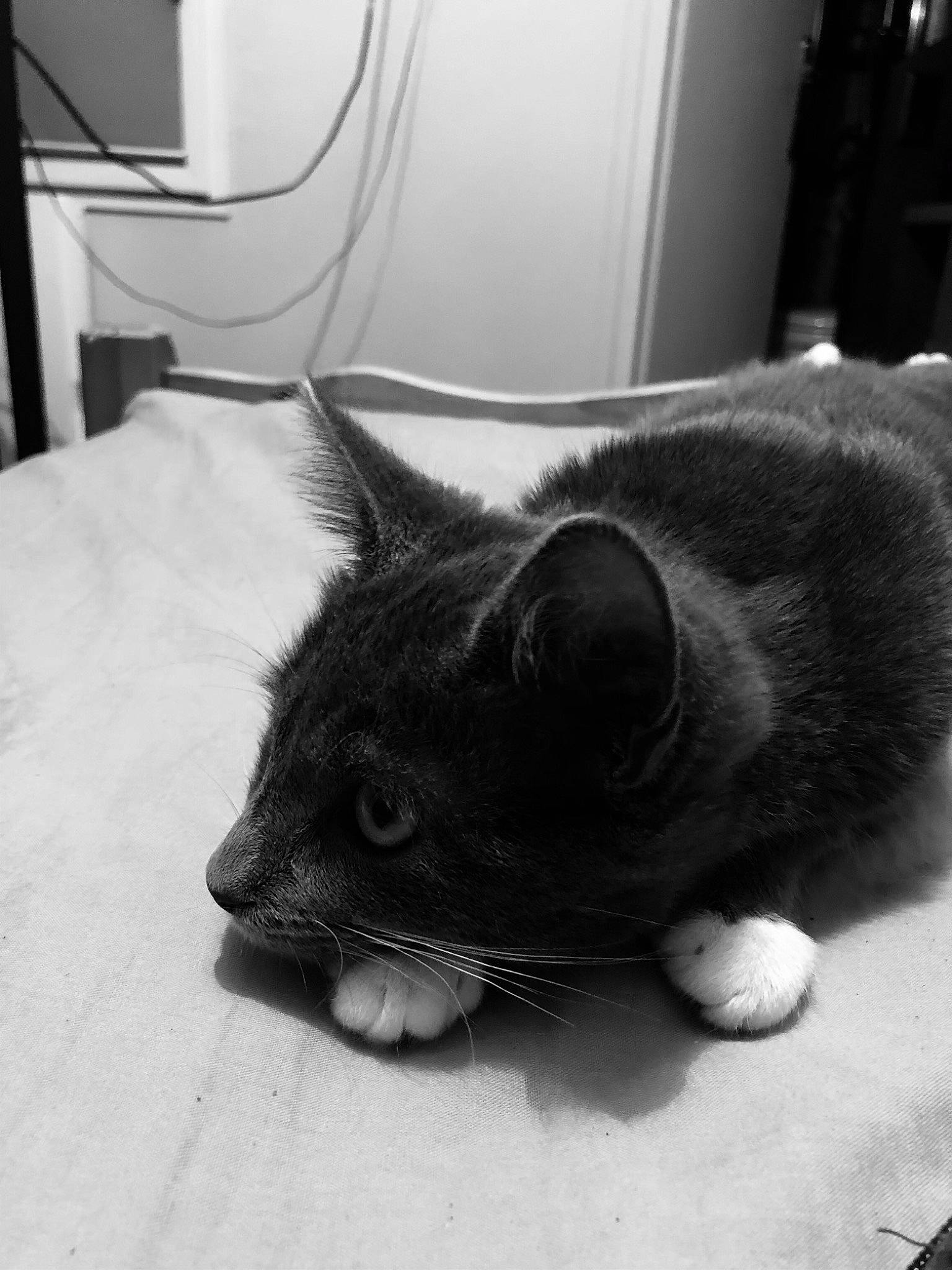 Raya a rejoint le concours — aidez-le/la à gagner de superbes lots ! black_cat, bombay, carnivore, cat, claw, comfort, domestic_short_haired_cat, felidae, fur, grey, home_appliance, kitchen_appliance, monochrome, monochrome_photography, paw, small_to_medium_sized_cats, snout, tail, terrestrial_animal, whiskers