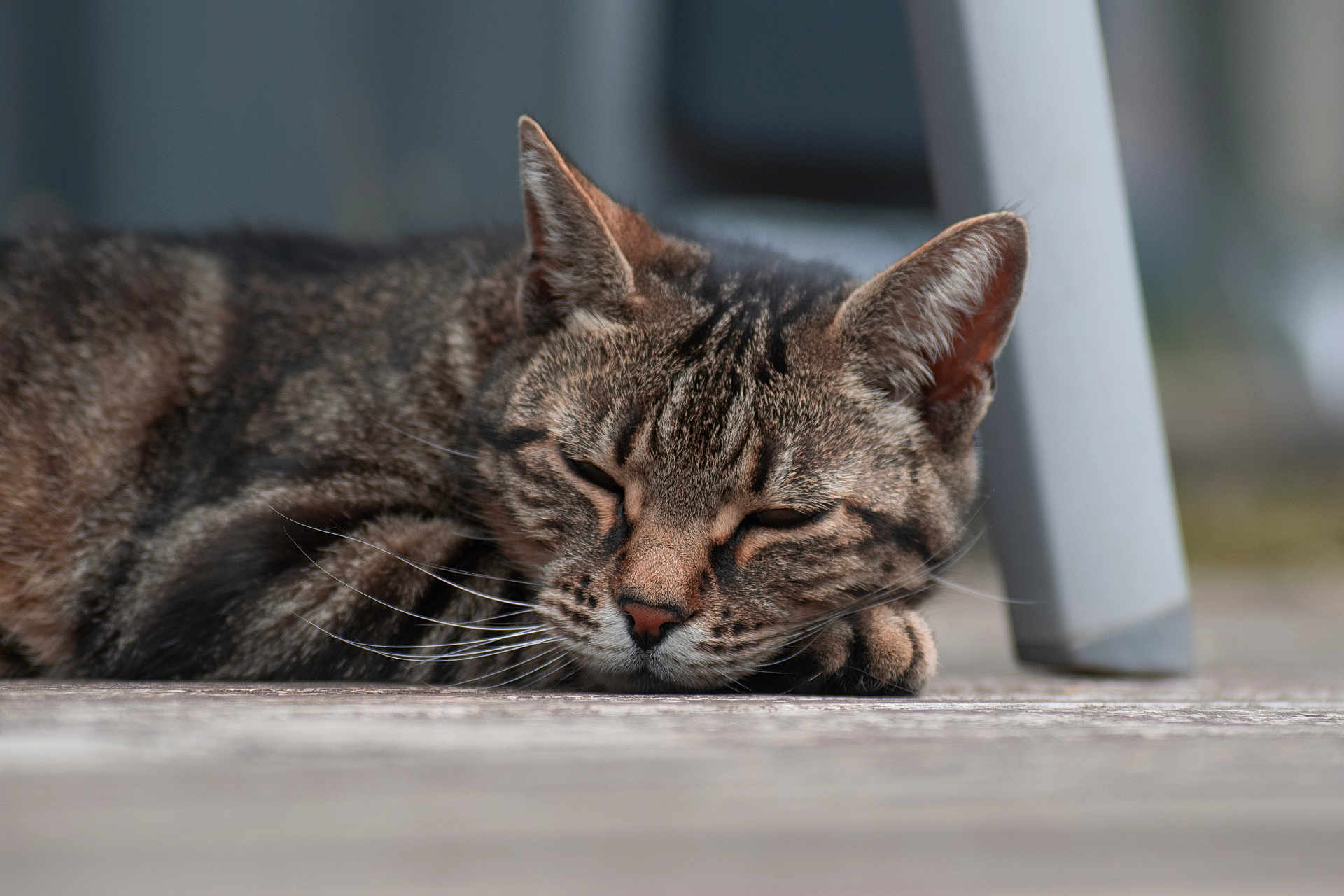 Zipp a rejoint le concours — aidez-le/la à gagner de superbes lots ! cat, tabby, sleeping, resting, paw, whiskers, closeup, feline, animal, pet, fur, ears, floor, wood, indoor, relaxation, quiet, blurred_background, peaceful, cozy