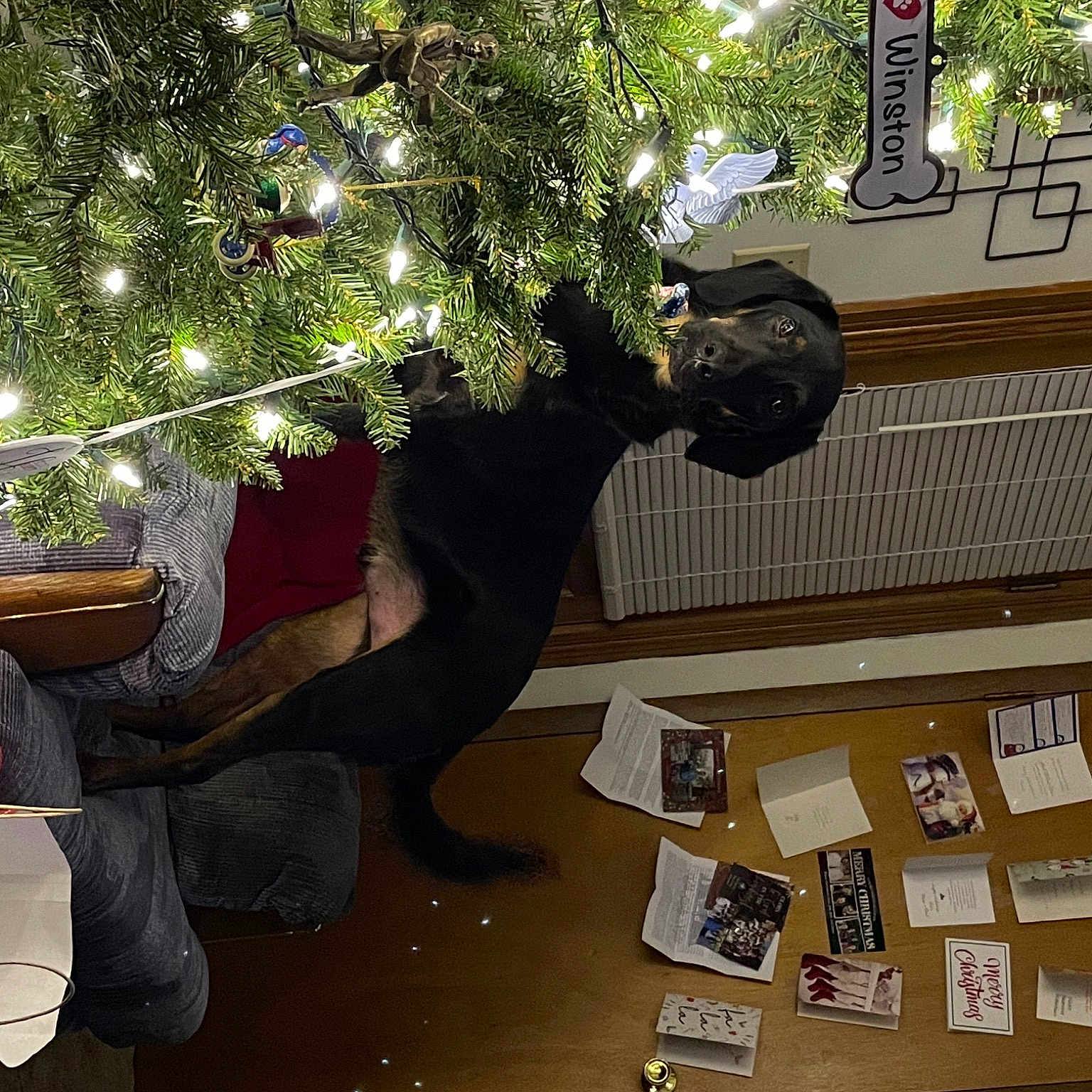 Winston joined the competition — help win amazing prizes! building, chair, christmas_decoration, christmas_ornament, christmas_tree, conifer, event, fun, holiday, holiday_ornament, house, interior_design, living_room, ornament, plant, room, tree, window, wood