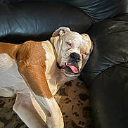 Patches joined the competition — help win amazing prizes! dog, sleeping, tongue_out, leather_couch, brown_and_white, pet, resting, indoor, cute, relaxed, animal, paw, fur, snout, napping, lazy, companion, domestic, sideways, cozy
