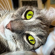 Bug is registered to the contest to win money with this photo: animal, cat, close_up, cozy, cute, domestic_cat, face, feline, fur, green_eyes, indoor, lying_down, mammal, pet, portrait, relaxed, sleepy, soft, tabby, whiskers