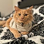animal, bed, blanket, cat, close_up, cozy, cute, feline, focus, fur, ginger_cat, home, indoor, knitwear, lying_down, pet, portrait, relaxed, sweater, whiskers