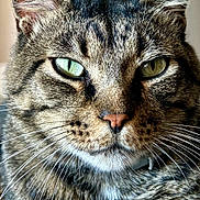 Cannon is registered to the contest to win money with this photo: cat, tabby, close_up, portrait, green_eyes, whiskers, fur, pet, animal, indoor, carpet, relaxed, cute, mammal, feline, ears, nose, paw, resting, looking