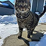 animal, blue_siding, cat, close_up, cold, curious, daylight, feline, house, mammal, nature, outdoor, pet, shadow, sidewalk, snow, sunlight, tabby, whiskers, winter