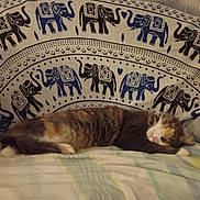 Chappy participe au concours pour gagner de l'argent avec cette photo : cat, calico_cat, sleeping, sleepy, lying_down, bed, bedroom, blanket, bedding, couch, furry, long_hair, pet, relaxed, resting, animal, elephant_pattern, textile, indoor, portrait