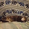 cat, calico_cat, sleeping, sleepy, lying_down, bed, bedroom, blanket, bedding, couch, furry, long_hair, pet, relaxed, resting, animal, elephant_pattern, textile, indoor, portrait