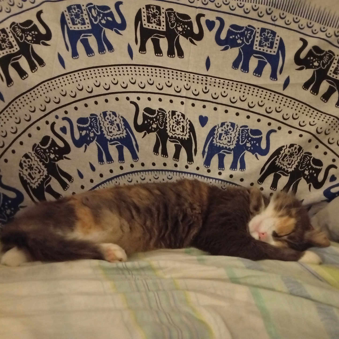 Chappy participe au concours pour gagner de l'argent avec cette photo : cat, calico_cat, sleeping, sleepy, lying_down, bed, bedroom, blanket, bedding, couch, furry, long_hair, pet, relaxed, resting, animal, elephant_pattern, textile, indoor, portrait