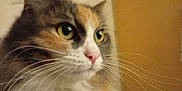 Chappy participe au concours pour gagner de l'argent avec cette photo : cat, calico_cat, close_up, whiskers, green_eyes, fur, pet, animal, indoor, portrait, feline, face, cute, domestic_cat, looking_away, soft_focus, warm_lighting, fluffy, nose, ears