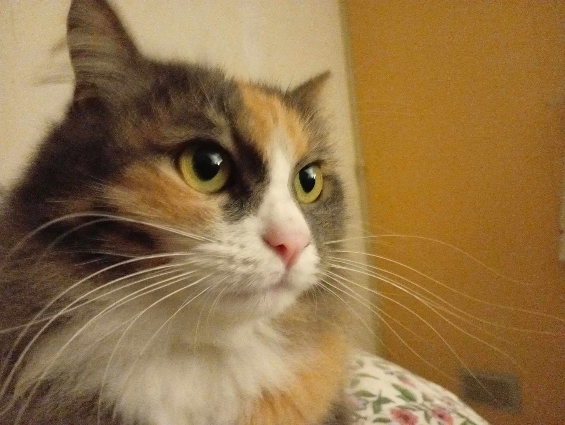 Chappy participe au concours pour gagner de l'argent avec cette photo : cat, calico_cat, close_up, whiskers, green_eyes, fur, pet, animal, indoor, portrait, feline, face, cute, domestic_cat, looking_away, soft_focus, warm_lighting, fluffy, nose, ears