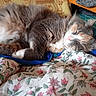 Chappy a rejoint le concours — aidez-le/la à gagner de superbes lots ! bed, blanket, calico, cat, closed_eyes, cozy, cuddled, fabric, floral, fluffy, fur, indoor, nap, paws, pet, portrait, relaxed, resting, sleeping, whiskers