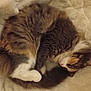 Chappy a rejoint le concours — aidez-le/la à gagner de superbes lots ! cat, fluffy, curled_up, sleeping, pet, feline, cozy, blanket, fur, whiskers, paw, cute, domestic_animal, relaxing, animal, tabby, resting, indoor, soft, tail