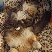 Chappy participe au concours pour gagner de l'argent avec cette photo : cat, fluffy, relaxed, paws, belly, fur, blanket, floral_pattern, resting, cute, pet, indoor, cozy, sleepy, animal, domestic_cat, tabby, white_paws, tail, soft