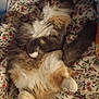 cat, fluffy, relaxed, paws, belly, fur, blanket, floral_pattern, resting, cute, pet, indoor, cozy, sleepy, animal, domestic_cat, tabby, white_paws, tail, soft