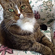 Zoey joined the competition — help win amazing prizes! cat, tabby, green_eyes, whiskers, close_up, relaxed, couch, floral_pattern, furniture, indoor, pet, feline, fur, animal, portrait, resting, domestic, cute, soft_texture, comfort