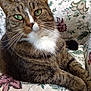 cat, tabby, green_eyes, whiskers, close_up, relaxed, couch, floral_pattern, furniture, indoor, pet, feline, fur, animal, portrait, resting, domestic, cute, soft_texture, comfort