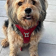 Pims participe au concours pour gagner de l'argent avec cette photo : animal, black_nose, brown_fur, canine, close_up, companion, cute, dog, domestic, friendly, fur, happy, looking_up, outdoor, pet, portrait, red_harness, sitting, tile_floor, whiskers