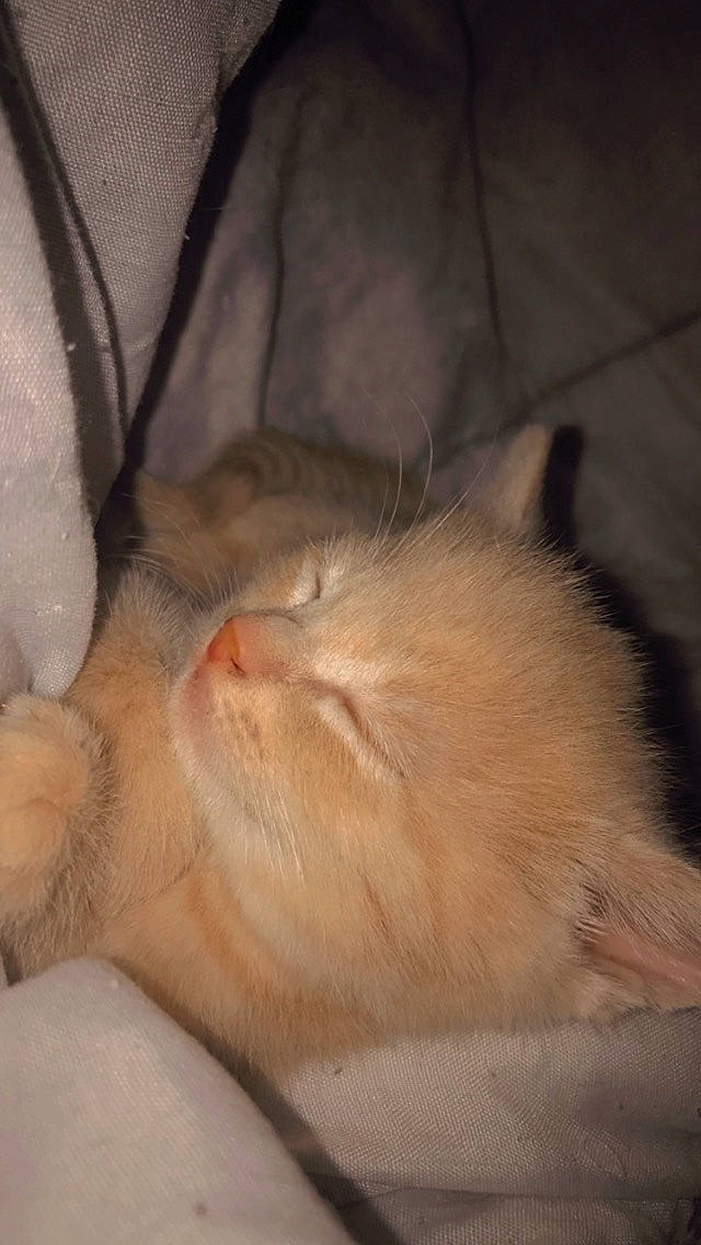 Nuage a rejoint le concours — aidez-le/la à gagner de superbes lots ! carnivore, cat, claw, comfort, domestic_short_haired_cat, ear, eye, fawn, felidae, flooring, foot, fur, human_body, nap, paw, sleep, small_to_medium_sized_cats, snout, tail, whiskers