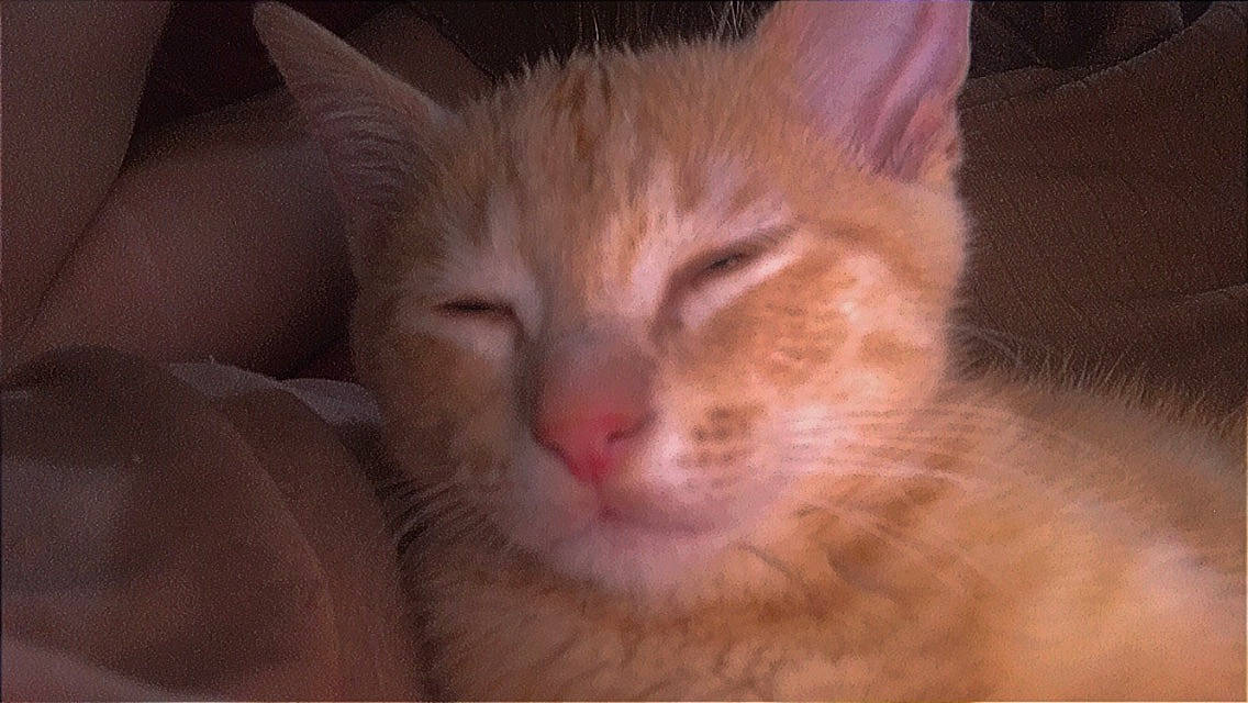 Nuage a rejoint le concours — aidez-le/la à gagner de superbes lots ! carnivore, cat, comfort, domestic_short_haired_cat, ear, felidae, fur, nap, paw, small_to_medium_sized_cats, terrestrial_animal, whiskers