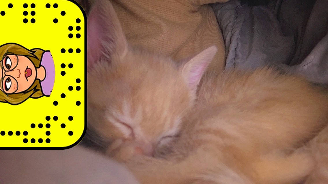 Nuage participe au concours pour gagner de l'argent avec cette photo : art, carnivore, cat, comfort, domestic_short_haired_cat, ear, fawn, felidae, fur, mammal, nap, paw, small_to_medium_sized_cats, snout, vertebrate, whiskers