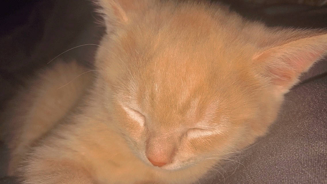 Nuage participe au concours pour gagner de l'argent avec cette photo : brown, carnivore, cat, comfort, domestic_short_haired_cat, ear, eye, fawn, felidae, fur, head, iris, nap, sleep, small_to_medium_sized_cats, snout, tail, terrestrial_animal, whiskers, wildlife