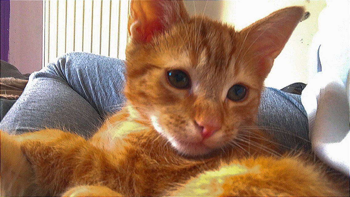 Garfield a rejoint le concours — aidez-le/la à gagner de superbes lots ! carnivore, cat, claw, close_up, comfort, couch, domestic_short_haired_cat, ear, fawn, felidae, fur, paw, sitting, small_to_medium_sized_cats, tail, whiskers, wildlife