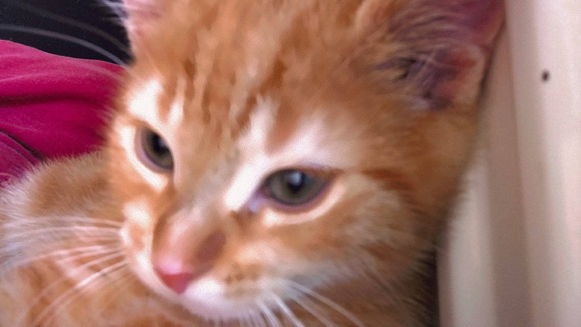 Garfield participe au concours pour gagner de l'argent avec cette photo : carnivore, cat, close_up, domestic_short_haired_cat, ear, fawn, felidae, fur, iris, paw, small_to_medium_sized_cats, snout, tail, whiskers, wildlife, wood