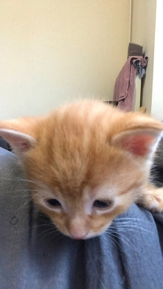 Garfield participe au concours pour gagner de l'argent avec cette photo : carnivore, cat, claw, domestic_short_haired_cat, fawn, felidae, fur, small_to_medium_sized_cats, snout, tail, terrestrial_animal, whiskers, wood