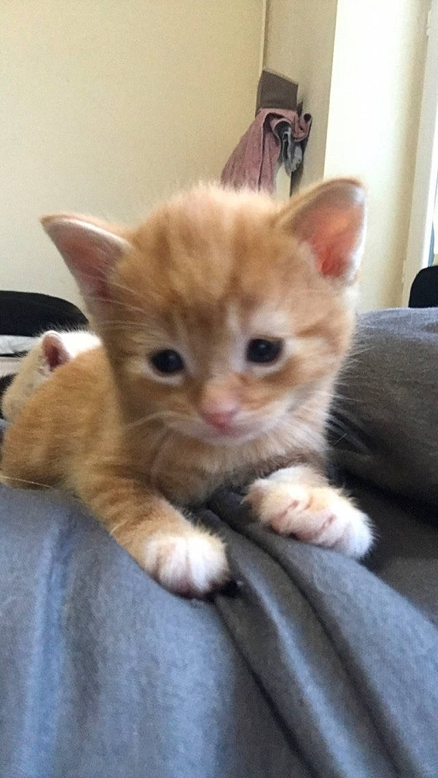 Garfield participe au concours pour gagner de l'argent avec cette photo : box, carnivore, cat, claw, comfort, couch, curtain, domestic_short_haired_cat, eye, fawn, felidae, fur, paw, sitting, small_to_medium_sized_cats, snout, tail, whiskers, wood
