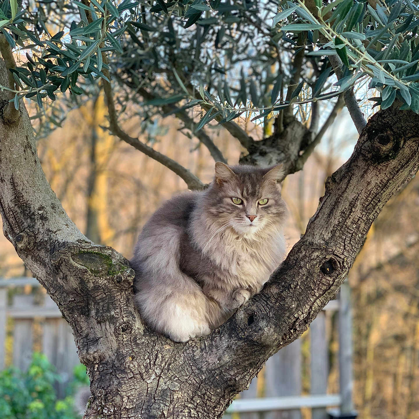 Fango a rejoint le concours — aidez-le/la à gagner de superbes lots ! animal, background, branch, calm, cat, closeup, feline, fluffy, fur, garden, gray, leaf, nature, outdoor, pet, sitting, sunlight, tree, wildlife, wood