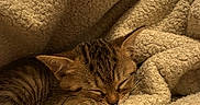 Pumba participe au concours pour gagner de l'argent avec cette photo : animal, blanket, closeup, comfort, cozy, feline, fur, hood, indoor, kitten, napping, pet, resting, screen, shadow, sleeping, soft, tabby, television, warm
