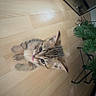 animal, cat, curious, cute, domestic_cat, ears, feline, flooring, furniture, indoor, kitten, looking_up, pet, plant, small, tabby, tongue_out, whiskers, wooden_floor, young