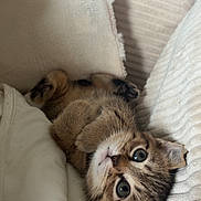 Pumba a rejoint le concours — aidez-le/la à gagner de superbes lots ! kitten, cat, pet, animal, cute, feline, sleeping, cozy, blanket, cushion, soft, fur, small, young, indoor, resting, comfort, whiskers, ears, eyes