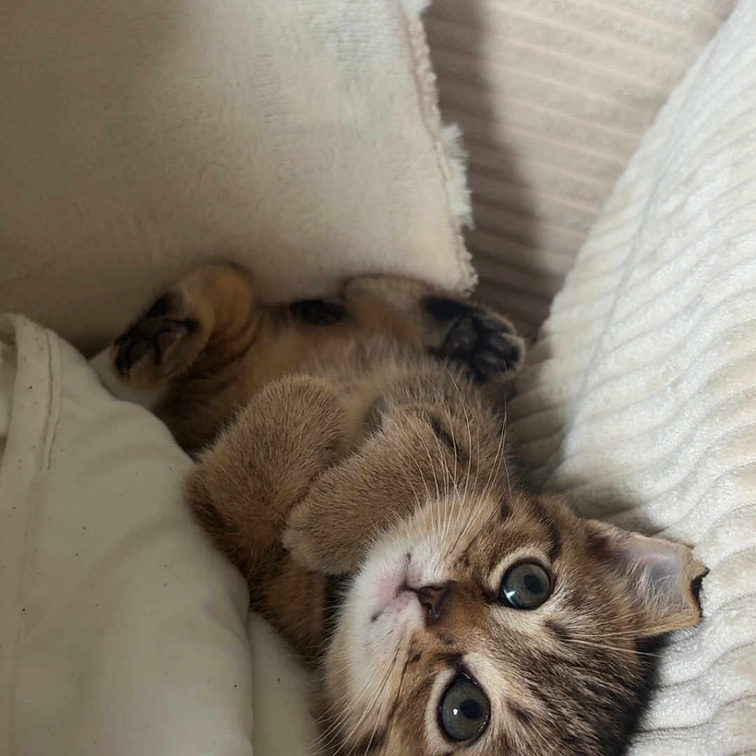 Pumba a rejoint le concours — aidez-le/la à gagner de superbes lots ! kitten, cat, pet, animal, cute, feline, sleeping, cozy, blanket, cushion, soft, fur, small, young, indoor, resting, comfort, whiskers, ears, eyes