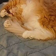 Pudge joined the competition — help win amazing prizes! animal, blanket, cat, comfort, cozy, cute, feline, fluffy, fur, indoor, nap, orange_cat, paw, pet, quilted_blanket, relaxed, resting, sleeping, soft, white_cat