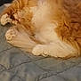 animal, blanket, cat, comfort, cozy, cute, feline, fluffy, fur, indoor, nap, orange_cat, paw, pet, quilted_blanket, relaxed, resting, sleeping, soft, white_cat