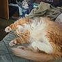Pudge joined the competition — help win amazing prizes! animal, cat, cozy, cute, domestic_cat, feline, fluffy, fur, household_items, indoor, napping, orange_cat, paw, pet, quilted_blanket, relaxed, resting, sleeping, tail, white_cat