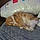 Pudge