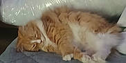 Pudge is registered to the contest to win money with this photo: animal, cat, cozy, domestic, feline, fluffy, fur, home, indoor, nap, orange_cat, pet, pillow, quiet, quilted_blanket, relaxing, resting, sleeping, soft, white_fur