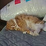 animal, cat, cozy, domestic, feline, fluffy, fur, home, indoor, nap, orange_cat, pet, pillow, quiet, quilted_blanket, relaxing, resting, sleeping, soft, white_fur