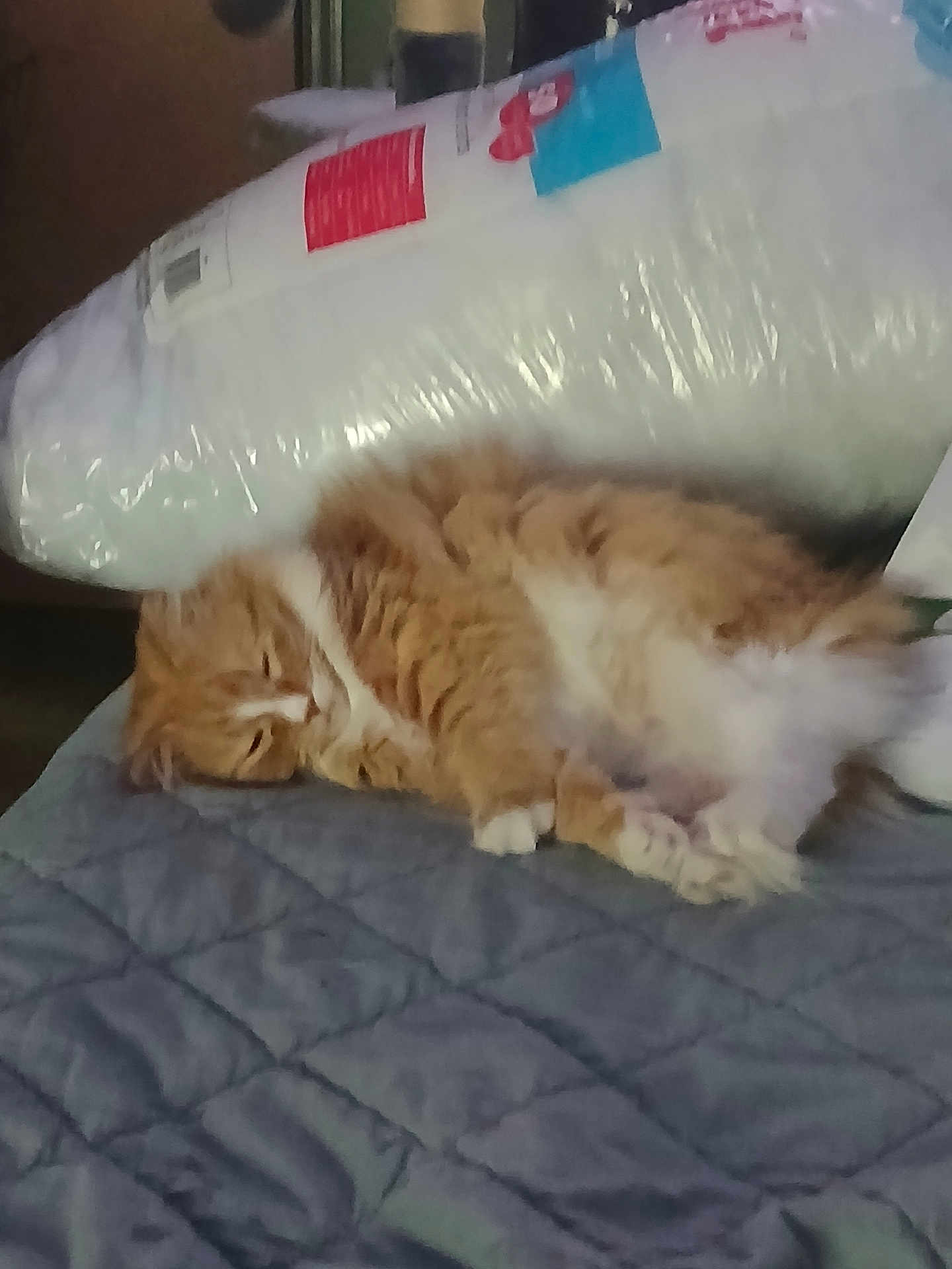 Pudge