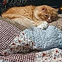 Pudge is registered to the contest to win money with this photo: animal, bed, cat, comfort, cozy, feline, fluffy, fur, home, indoor, orange_cat, patchwork, pattern, pet, quilt, relaxed, resting, sleepy, soft, textile