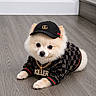 accessory, animal, cap, chain, clothing, cute, dog, fashion, floor, fluffy, gold_chain, hat, hoodie, indoor, lying_down, pet, pomeranian, puppy, small_dog, wood_floor