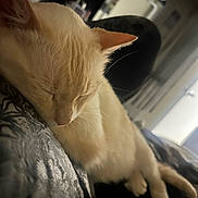 Haku joined the competition — help win amazing prizes! bedding, cat, close_up, couch, cozy, cream_cat, domestic_cat, ear, feline, fur, home_interior, indoor, nap, paw, pet, portrait, relaxed, shallow_depth_of_field, sleeping_cat, whiskers