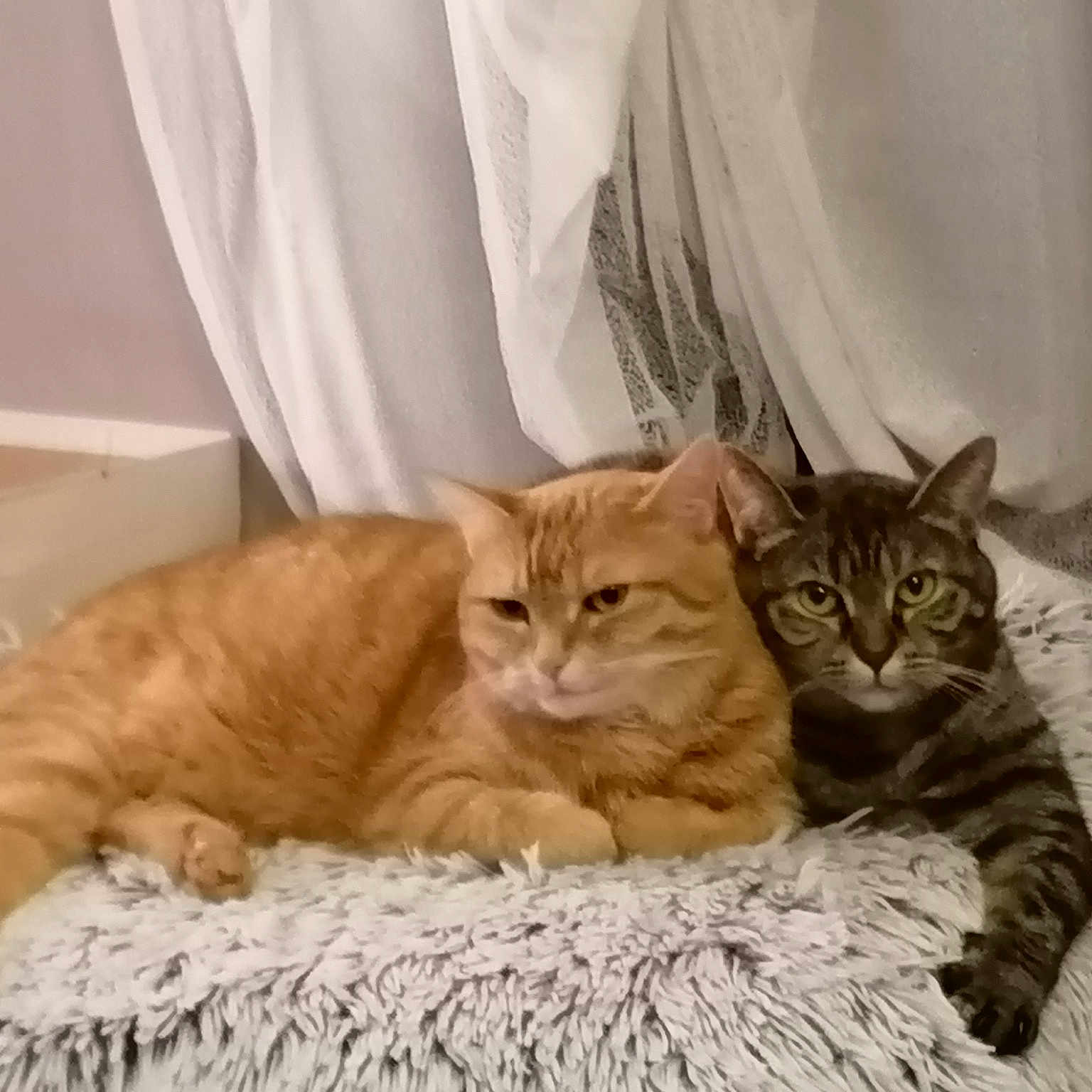 Zora Et Zazou