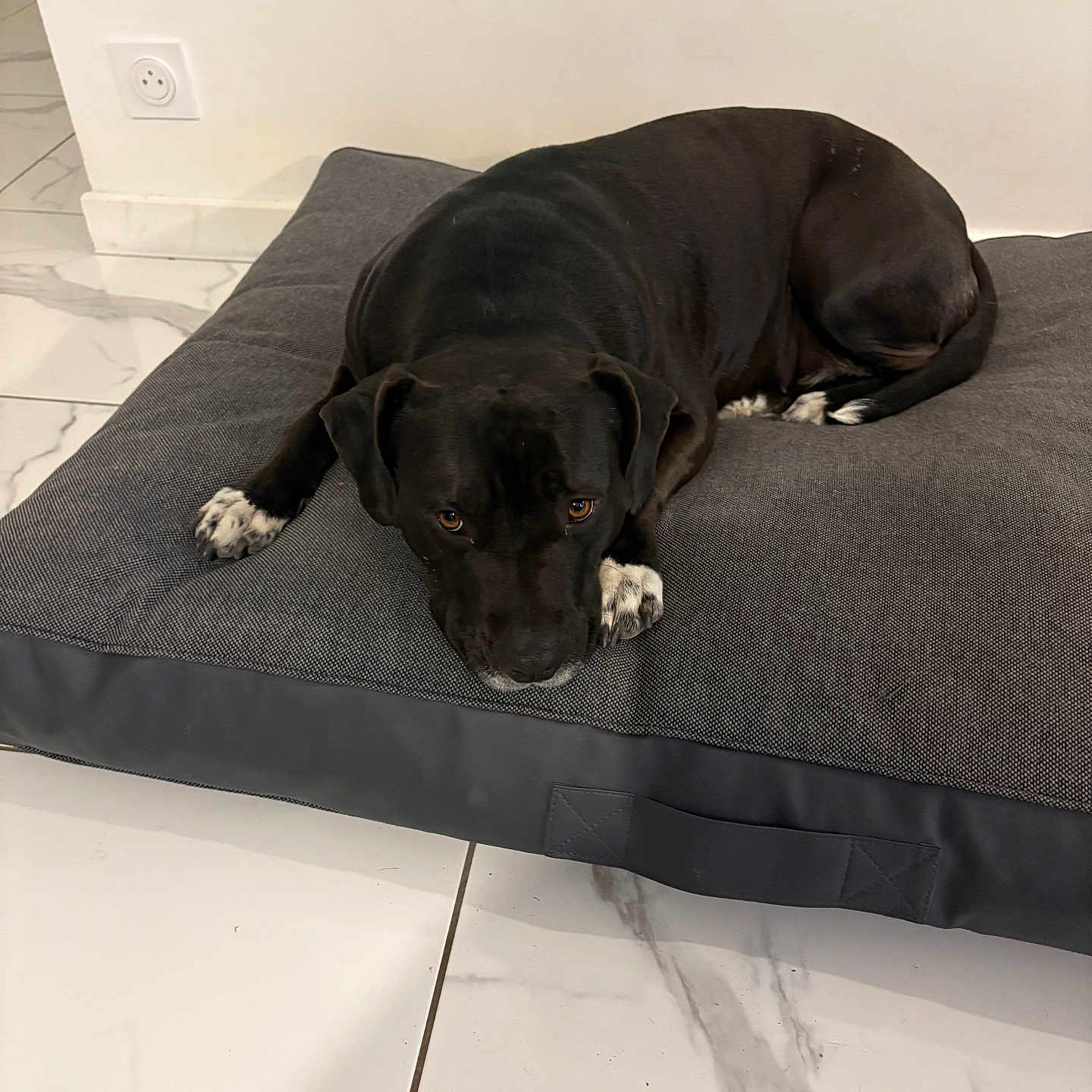 Bendjy a rejoint le concours — aidez-le/la à gagner de superbes lots ! animal, canine, cushion, dog, dogbed, homedecor, labradorretriever, pet, pointer, puppy