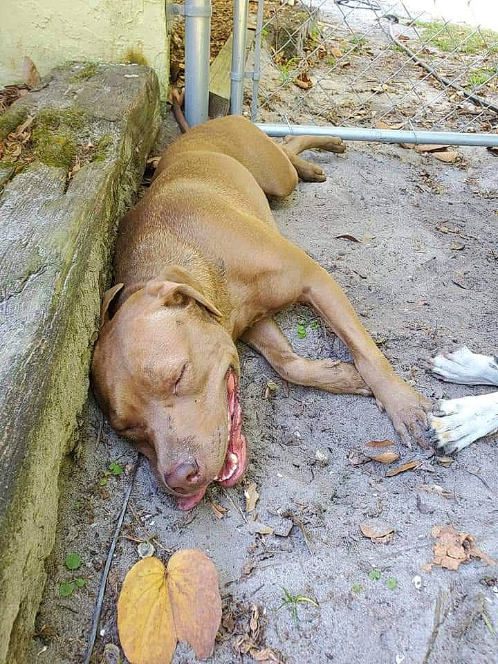 Joker joined the competition — help win amazing prizes! canidae, carnivore, dog, dog_breed, fawn, hunting_dog, liver, non_sporting_group, snout, soil, sporting_group, tail, terrestrial_animal, wood, working_animal, wrinkle