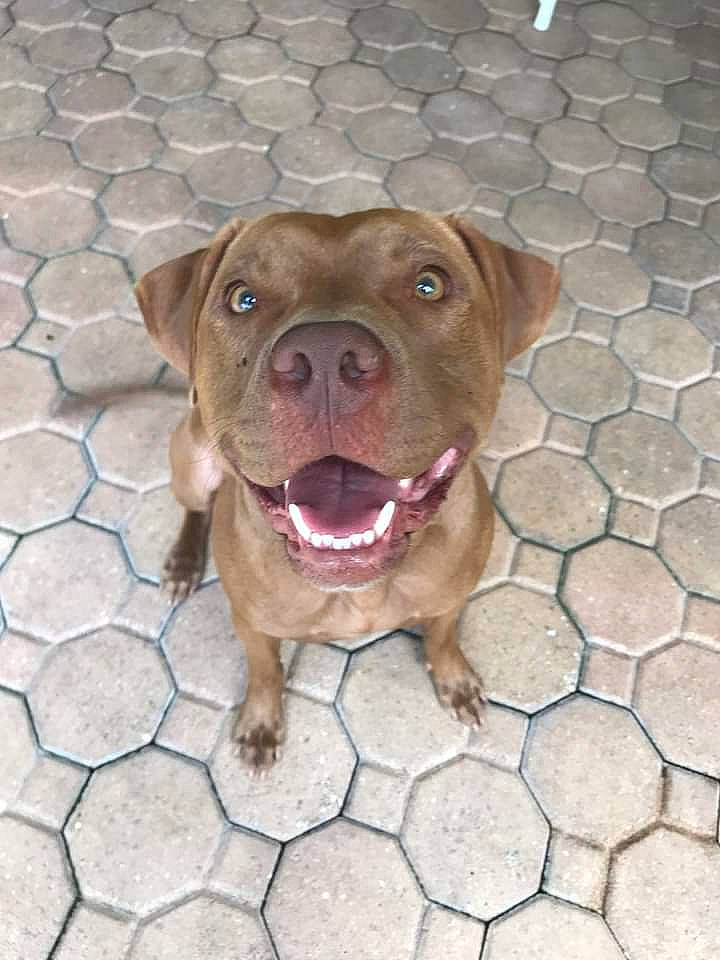 Joker is registered to the contest to win money with this photo: canidae, carnivore, collar, companion_dog, dog, dog_breed, dog_collar, fawn, flagstone, flooring, fur, leash, liver, pet_supply, road_surface, snout, sporting_group, street_dog, working_animal, wrinkle