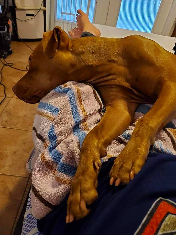 Joker joined the competition — help win amazing prizes! canidae, carnivore, comfort, companion_dog, dog, dog_breed, ear, elbow, fawn, flooring, head, human_body, liver, snout, sporting_group, trunk, whiskers, window, wood, working_animal