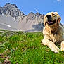golden_retriever, dog, canine, pet, meadow, alpine, mountain, grass, wildflowers, blue_sky, sunny, outdoors, happy, smiling, tongue, paws, fur, landscape, nature, portrait